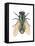 Greenbottle Fly (Lucilia Caesar), Insects-Encyclopaedia Britannica-Framed Stretched Canvas