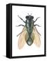 Greenbottle Fly (Lucilia Caesar), Insects-Encyclopaedia Britannica-Framed Stretched Canvas