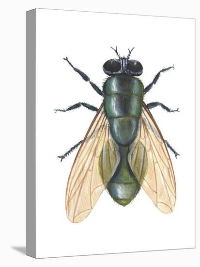 Greenbottle Fly (Lucilia Caesar), Insects-Encyclopaedia Britannica-Stretched Canvas