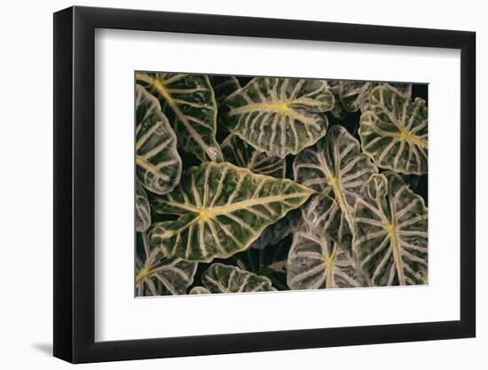 Greenery Abounds-Aledanda-Framed Photographic Print