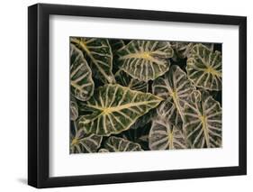 Greenery Abounds-Aledanda-Framed Photographic Print