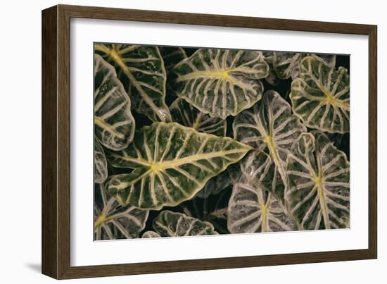 Greenery Abounds-Aledanda-Framed Photographic Print