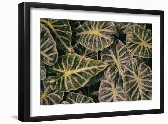 Greenery Abounds-Aledanda-Framed Photographic Print
