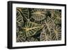 Greenery Abounds-Aledanda-Framed Photographic Print