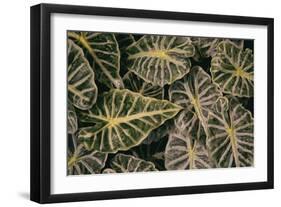 Greenery Abounds-Aledanda-Framed Photographic Print