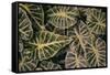 Greenery Abounds-Aledanda-Framed Stretched Canvas