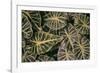 Greenery Abounds-Aledanda-Framed Photographic Print