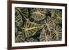 Greenery Abounds-Aledanda-Framed Photographic Print