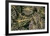 Greenery Abounds-Aledanda-Framed Photographic Print