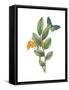 Greenery Butterflies I-Wild Apple Portfolio-Framed Stretched Canvas