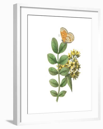 Greenery Butterflies II-Wild Apple Portfolio-Framed Art Print