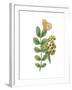 Greenery Butterflies II-Wild Apple Portfolio-Framed Art Print