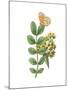 Greenery Butterflies II-Wild Apple Portfolio-Mounted Art Print