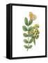 Greenery Butterflies II-Wild Apple Portfolio-Framed Stretched Canvas