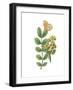Greenery Butterflies II-Wild Apple Portfolio-Framed Art Print
