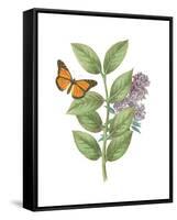 Greenery Butterflies III-Wild Apple Portfolio-Framed Stretched Canvas