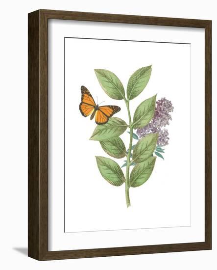 Greenery Butterflies III-Wild Apple Portfolio-Framed Art Print