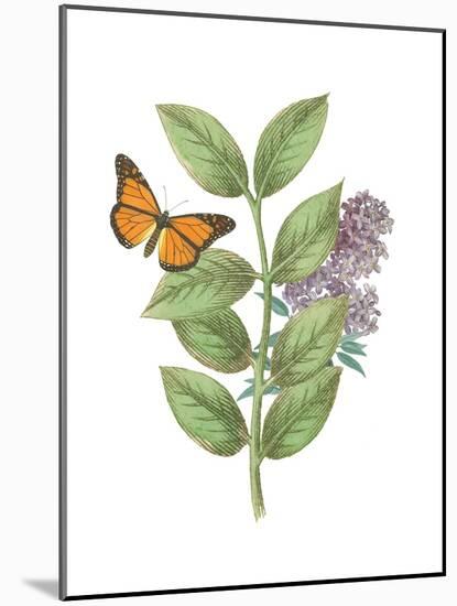 Greenery Butterflies III-Wild Apple Portfolio-Mounted Art Print