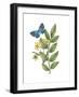 Greenery Butterflies IV-Wild Apple Portfolio-Framed Art Print