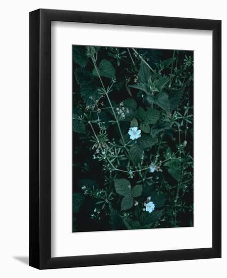 Greenery-Design Fabrikken-Framed Photographic Print