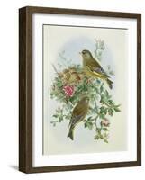 Greenfinch, 1873-John Gould-Framed Giclee Print