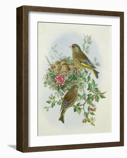 Greenfinch, 1873-John Gould-Framed Giclee Print