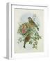 Greenfinch, 1873-John Gould-Framed Giclee Print