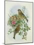 Greenfinch, 1873-John Gould-Mounted Giclee Print