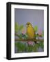 Greenfinch, 2016-Pat Scott-Framed Giclee Print