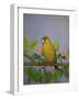 Greenfinch, 2016-Pat Scott-Framed Giclee Print