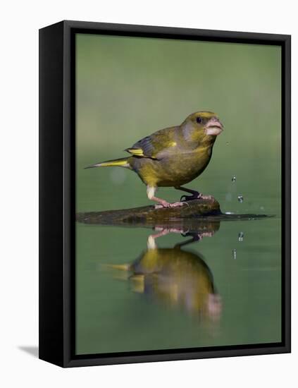 Greenfinch (Carduelis Chloris) Drinking, Pusztaszer, Hungary, May 2008-Varesvuo-Framed Stretched Canvas