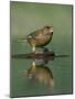 Greenfinch (Carduelis Chloris) Drinking, Pusztaszer, Hungary, May 2008-Varesvuo-Mounted Photographic Print