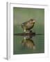 Greenfinch (Carduelis Chloris) Drinking, Pusztaszer, Hungary, May 2008-Varesvuo-Framed Photographic Print