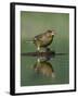 Greenfinch (Carduelis Chloris) Drinking, Pusztaszer, Hungary, May 2008-Varesvuo-Framed Photographic Print