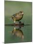 Greenfinch (Carduelis Chloris) Drinking, Pusztaszer, Hungary, May 2008-Varesvuo-Mounted Photographic Print