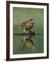 Greenfinch (Carduelis Chloris) Drinking, Pusztaszer, Hungary, May 2008-Varesvuo-Framed Photographic Print