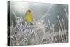 Greenfinch (Carduelis Chloris) Male Perched in Hedgerow in Frost, Scotland, UK, December-Mark Hamblin-Stretched Canvas