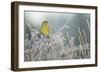 Greenfinch (Carduelis Chloris) Male Perched in Hedgerow in Frost, Scotland, UK, December-Mark Hamblin-Framed Photographic Print