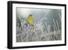 Greenfinch (Carduelis Chloris) Male Perched in Hedgerow in Frost, Scotland, UK, December-Mark Hamblin-Framed Photographic Print