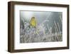 Greenfinch (Carduelis Chloris) Male Perched in Hedgerow in Frost, Scotland, UK, December-Mark Hamblin-Framed Photographic Print