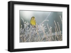 Greenfinch (Carduelis Chloris) Male Perched in Hedgerow in Frost, Scotland, UK, December-Mark Hamblin-Framed Photographic Print