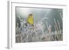 Greenfinch (Carduelis Chloris) Male Perched in Hedgerow in Frost, Scotland, UK, December-Mark Hamblin-Framed Photographic Print