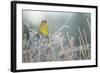 Greenfinch (Carduelis Chloris) Male Perched in Hedgerow in Frost, Scotland, UK, December-Mark Hamblin-Framed Photographic Print