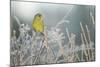 Greenfinch (Carduelis Chloris) Male Perched in Hedgerow in Frost, Scotland, UK, December-Mark Hamblin-Mounted Photographic Print