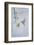 Greenfinch (Carduelis Chloris) Pair-Ben Hall-Framed Photographic Print
