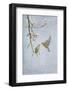 Greenfinch (Carduelis Chloris) Pair-Ben Hall-Framed Photographic Print