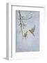 Greenfinch (Carduelis Chloris) Pair-Ben Hall-Framed Photographic Print