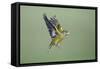 Greenfinch in Flight-null-Framed Stretched Canvas