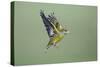 Greenfinch in Flight-null-Stretched Canvas