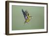 Greenfinch in Flight-null-Framed Photographic Print